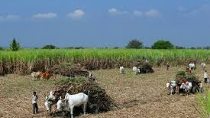 Açúcar/Índia: produção cresce 4,34% até 31 de dezembro, para 11,555 milhões de t