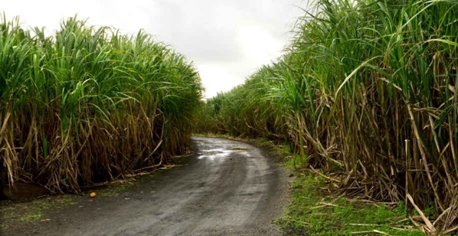 Precipitação ajudaria no desenvolvimento dos canaviais e atrasaria o início da safra, empurrando a maior concentração da moagem para o meio do ano, quando a qualidade da cana será naturalmente melhor. Foto: Banco de imagens internet