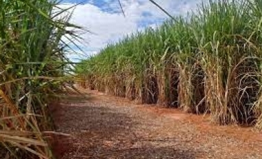 Cana/Pecege: etanol na safra 2022/23 deve ser mais lucrativo para usinas do que açúcar