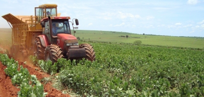 Plantio direto mecanizado de cana sobre crotalária resulta em mais sanidade e produtividade