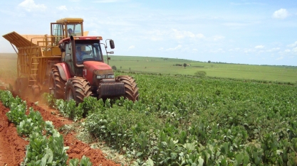 Plantio direto mecanizado de cana sobre crotalária resulta em mais sanidade e produtividade