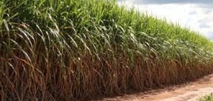 BrasilAgro projeta ampliar produção de milho em 2021/22; cana ficou abaixo das estimativas