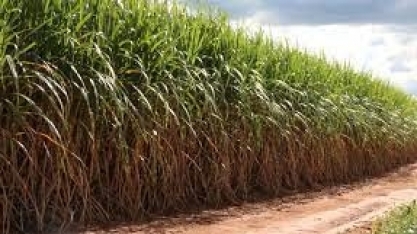 BrasilAgro projeta ampliar produção de milho em 2021/22; cana ficou abaixo das estimativas