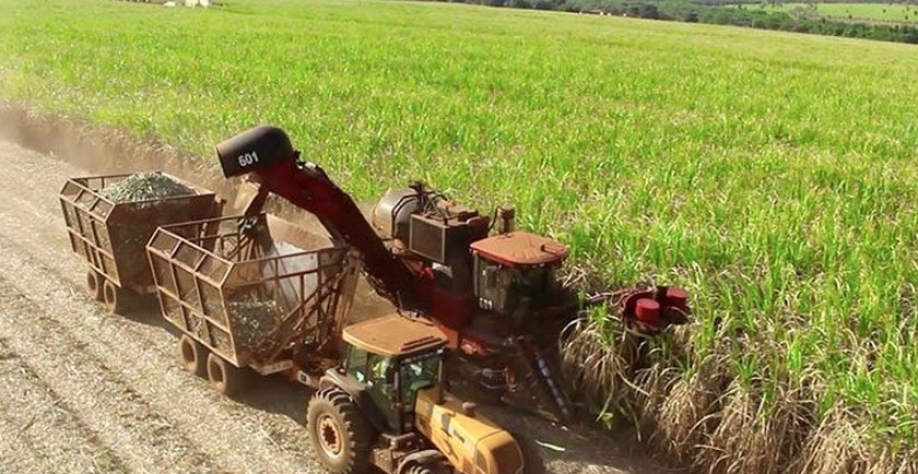 Cana -de-açucar - Foto: Reprodução