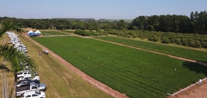 Pesquisadores do IAC e da APTA Regional realizam o 13º Encontro de Produtores e Dia de Campo de Amendoim