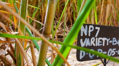 Maior produtor de açúcar da Nigéria contará com máquinas canavieiras da AGRIMEC para sua a expansão