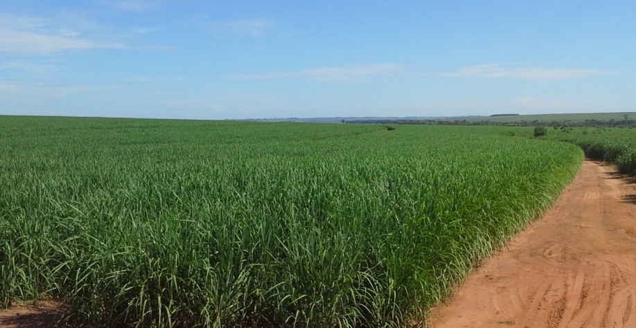 Em 2013, Usina Gasa sediou primeiro projeto de irrigação por gotejamento da Raízen. Canavial segue produtivo até os dias de hoje. Foto: Divulgação Raízen