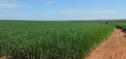 Raízen aposta na irrigação por gotejamento para diluir altos custos com formação de novas áreas