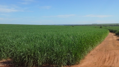 Raízen aposta na irrigação por gotejamento para diluir altos custos com formação de novas áreas