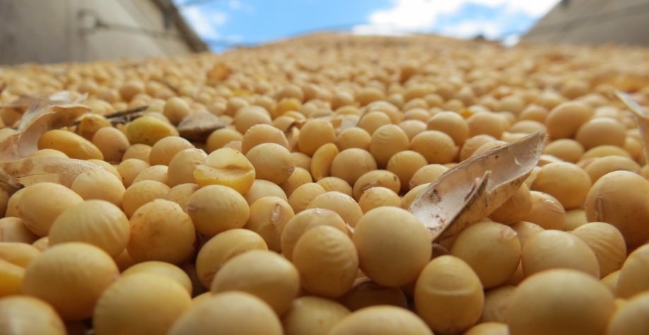 Soja ocupa áreas de cana