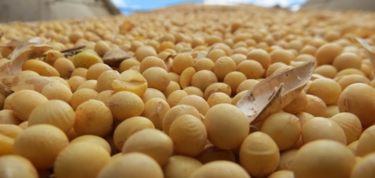 Muitos produtores de cana estão migrando para grãos em busca de melhor remuneração