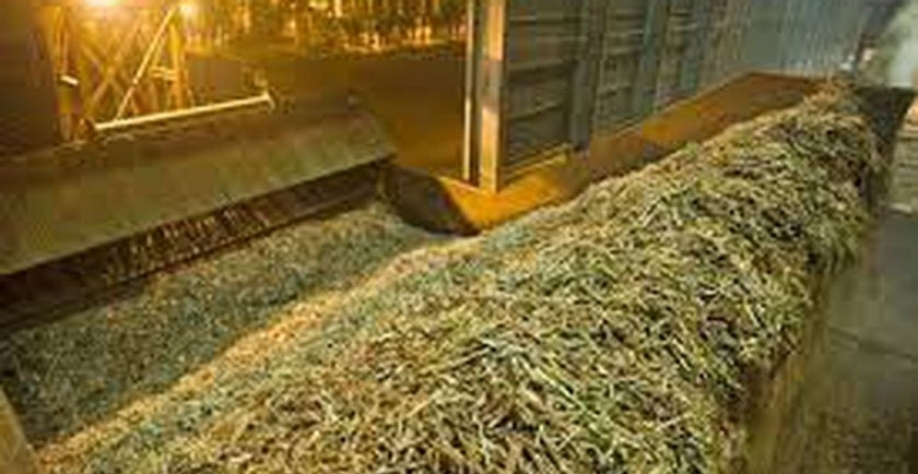   Safra encerra janeiro com 14,4 mi de toneladas de cana moídas - Foto: Reprodução