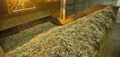 Safra encerra janeiro com 14,4 mi de toneladas de cana moídas