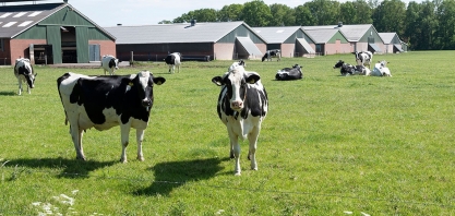 Biocombustível/Califórnia: subsídios verdes impulsionam gás produzido a partir do esterco de vacas