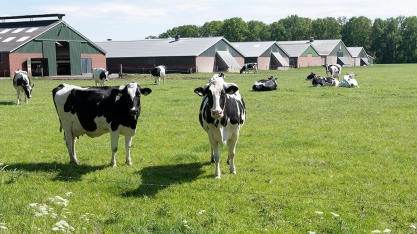 Biocombustível/Califórnia: subsídios verdes impulsionam gás produzido a partir do esterco de vacas