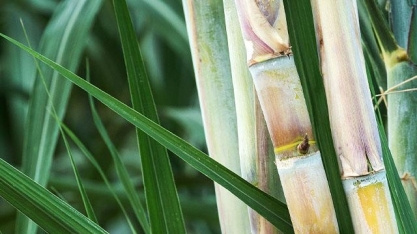 Clima no Centro-Sul está no radar da safra 2022/23 de cana-de-açúcar
