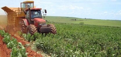 Plantio direto de cana sobre crotalária pode garantir ganhos de produtividade de 15 a 20 toneladas de colmos de cana por hectare