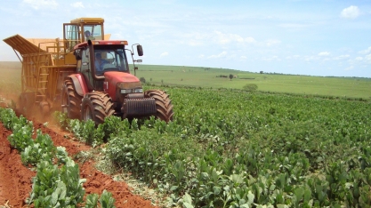 Plantio direto de cana sobre crotalária pode garantir ganhos de produtividade de 15 a 20 toneladas de colmos de cana por hectare
