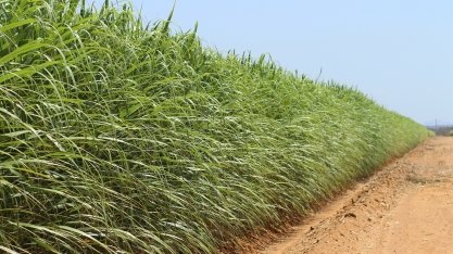 Custo de plantio de cana alcança R$12.500,00 por hectare