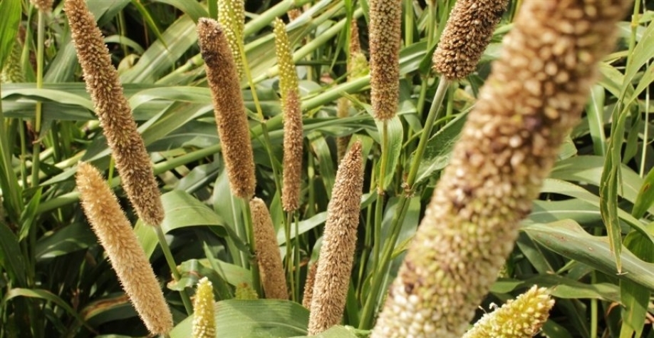 Imagem: Marcel Oliveira