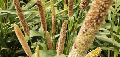 Milheto é opção para indústria de biocombustíveis