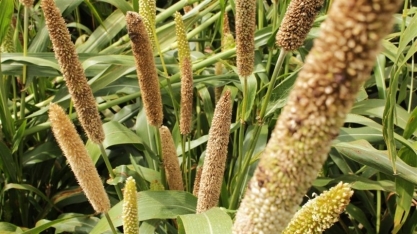 Milheto é opção para indústria de biocombustíveis