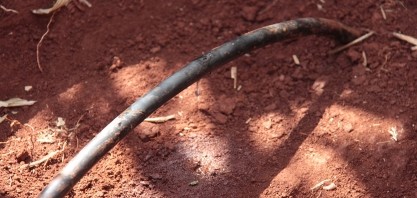 Irrigação localizada reduz doenças causadas por molhamento foliar nas plantas