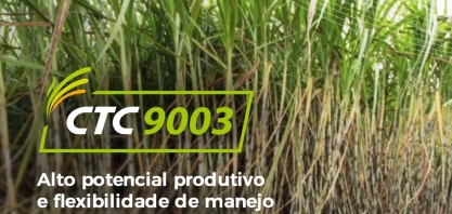 CTC9003 - Alto Potencial Produtivo e Flexibilidade de Manejo ao Longo da Safra