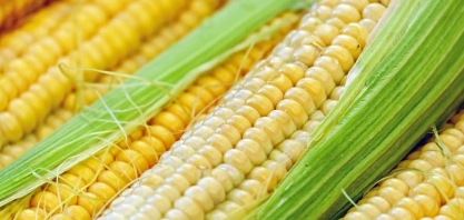 Chicago fecha em forte baixa com menor demanda por milho para etanol