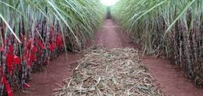 CTC: lucro líquido sobe 28,7% no 3tri22 ante 3tri21, para R$ 39,12 milhões