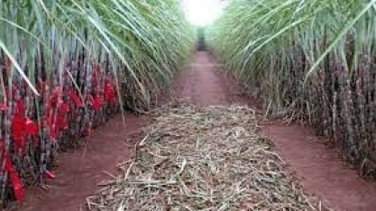 CTC: lucro líquido sobe 28,7% no 3tri22 ante 3tri21, para R$ 39,12 milhões