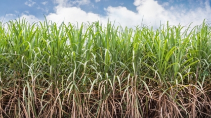 Asplana: confira a ATR do mês de Janeiro