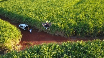 BP Bunge Bioenergia amplia uso de biofertilizantes em canaviais