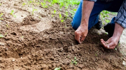 Crédito rural sofre do veneno da Selic e produtores pagarão a conta