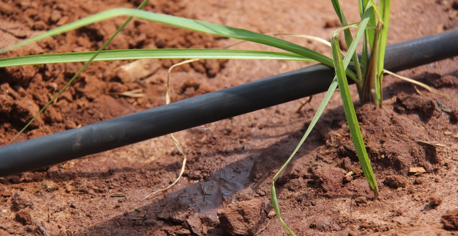 Após a implantação da irrigação por gotejo, o tempo de produção das mudas foi reduzido de 10 para seis meses, tornando possível colher duas vezes dentro de um ciclo de 14 meses  Crédito: Netafim