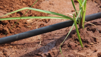 A introdução da irrigação por gotejo eleva a viabilidade econômica da produção de MPB