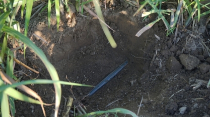 Projeto estuda como potencializar o crescimento da cana de açúcar