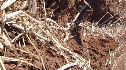 O plantio de uma nova área responde por 20% a 25% dos custos totais de produção de cana-de-açúcar