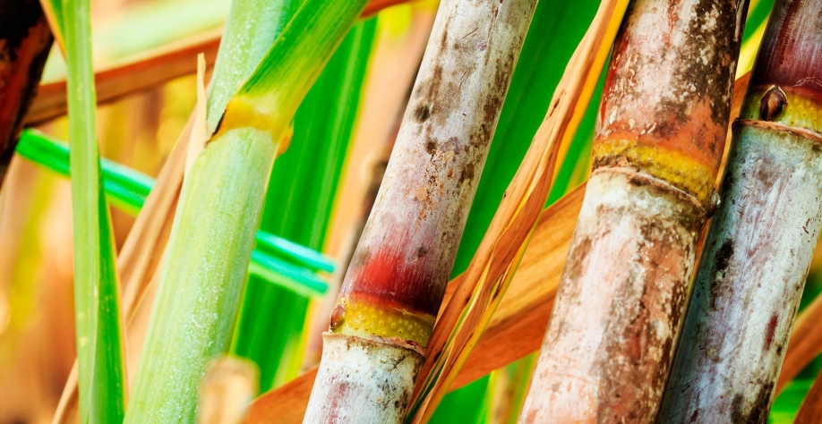 Cana-de-açúcar – produtos valorizados