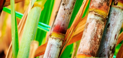 Preços dos produtos da cana devem permanecer em alta até a safra 23/24