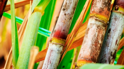 Preços dos produtos da cana devem permanecer em alta até a safra 23/24