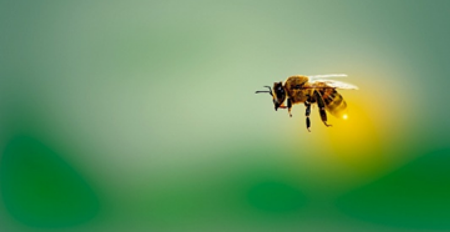 Crédito: Marian Anbu/Pixabay.