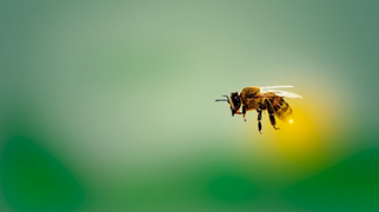 Colmeia Viva faz treinamento sobre boas práticas entre agricultura e apicultura para fiscais e técnicos, no Paraná