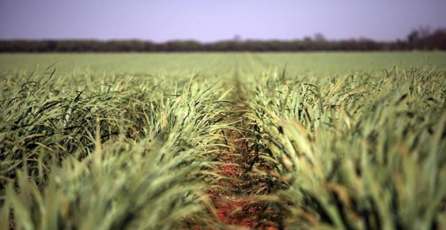 Balanço BrasilAgro reverte prejuízo trimestral e volta a ter lucro (Dado Galdieri/Bloomberg)