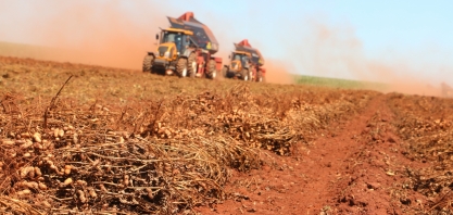  Boa notícia: safra 2022 de amendoim poderá ser 20% maior que a do ano passado