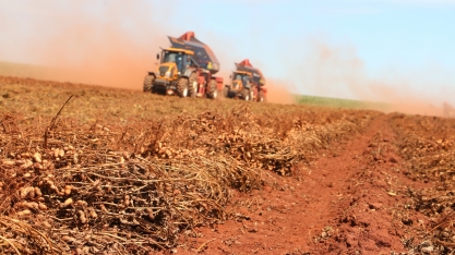  Boa notícia: safra 2022 de amendoim poderá ser 20% maior que a do ano passado