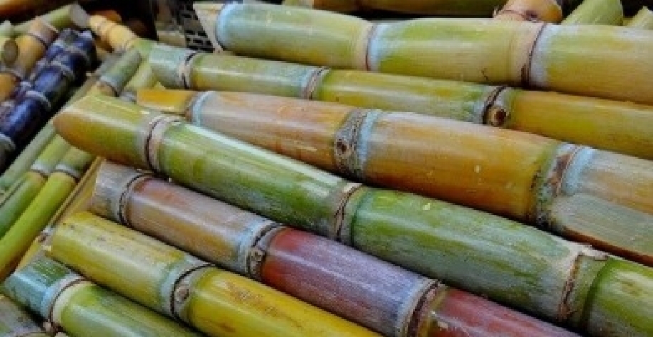 Trabalho é conduzido por cientistas ligados ao Centro de Pesquisa para Inovação em Gases de Efeito Estufa e ao Instituto Nacional de Ciência e Tecnologia do Bioetanol – ambos sediados na USP (foto: Corinna Schenk/Pixabay)