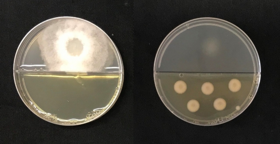 Na imagem da esquerda o fungo Thielaviopsis ethacetica cresce sem contato com os compostos orgânicos volateis (COVs) bacterianos. Já na imagem da direita o crescimento do fungo (na parte superior) foi inibido pela bactéria (na parte inferior) produtora do