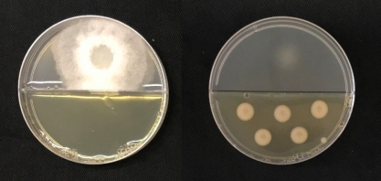 Pesquisa descobre bactérias capazes de matar fungo causador de doença que reduz a produtividade da cana