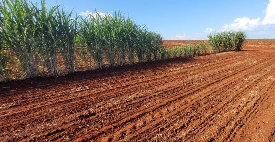 Linhas-mãe de cana na meiosi não fecham e plantio de canavial é postergado
